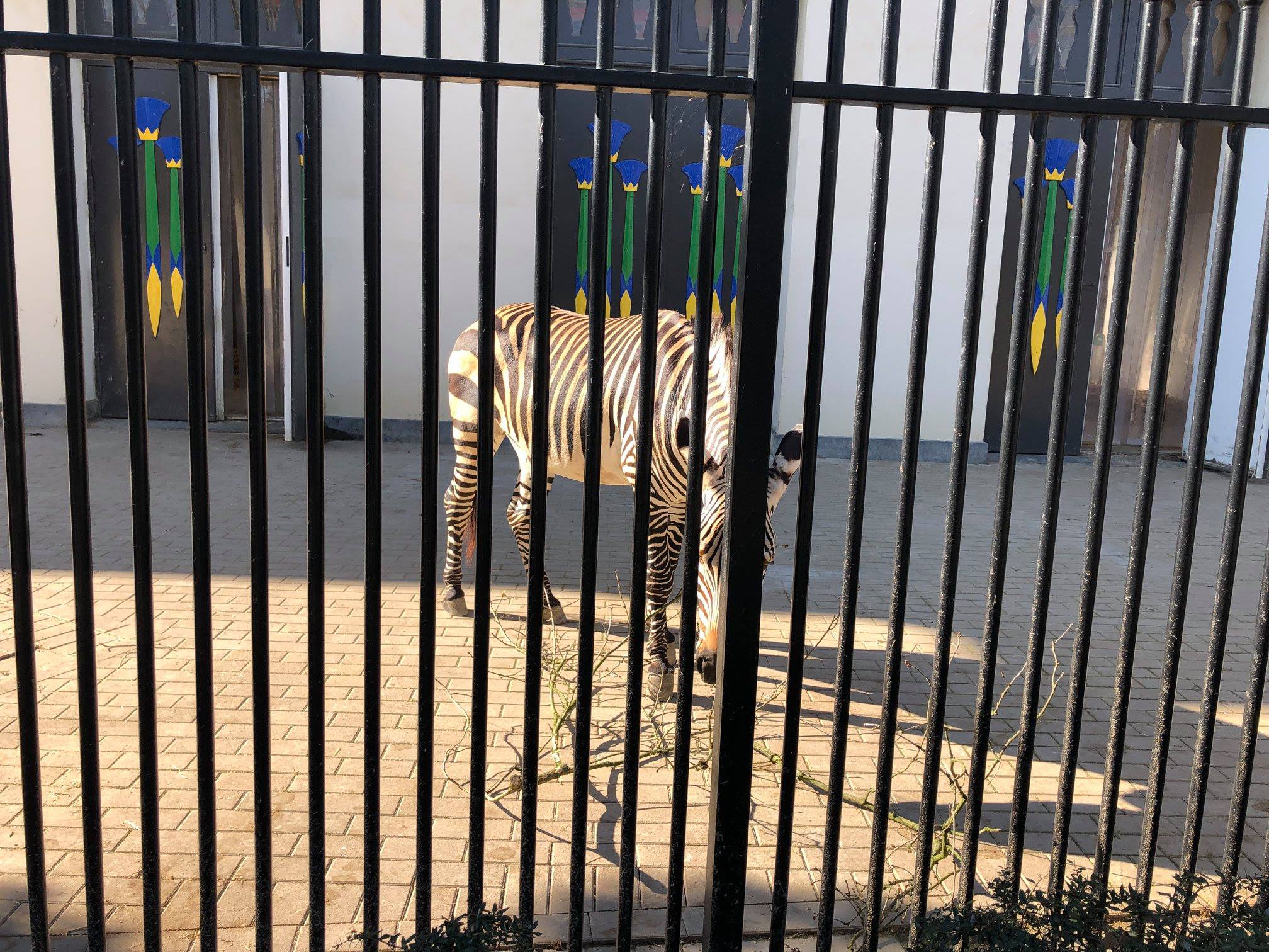 Sint-Martinus den XIIde - Zoo Antwerpen Kapoenen